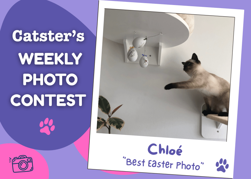 Catster’s Weekly Picture Contest Winners: Finest Easter Picture (April 9, 2026)