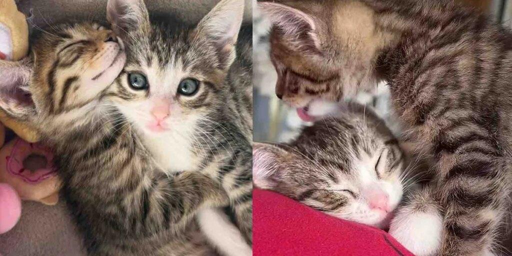 They Absorb 2 Kittens in Want, From the Very Starting, the Cat Brothers Clearly Belong Collectively